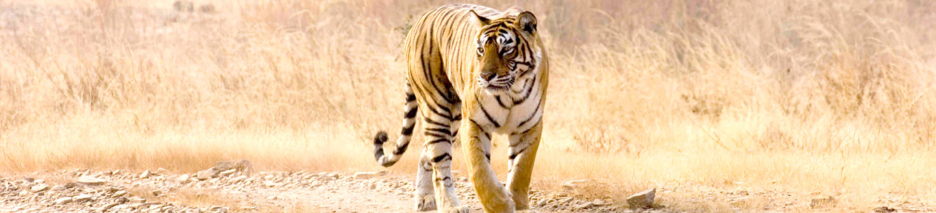 Ranthambore