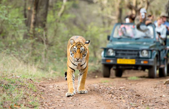 Ranthambore